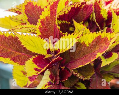 Farbenfrohe rote und gelbe Blätter der zarten immergrünen Staude, Solenostemon 'Pineapple Beauty' Stockfoto