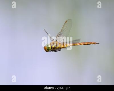 Eine grünäugige Falkenlibelle (Aeshna-Isozele) im Flug, sonniger Tag im Frühling, Wien (Österreich) Stockfoto