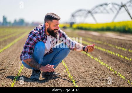 Glücklicher Bauer untersucht den Fortschritt der Ernte in seinem Maisfeld. Er ist mit der Qualität seines Landes zufrieden. Stockfoto