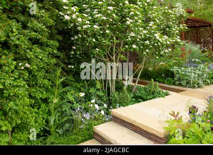 Crataegus monogyna - Gemeinsame hawthorne Blüte im Morris & Co. Garten neben einem Pavillon und Wasserrinnen nach William Morris Designs und s Stockfoto