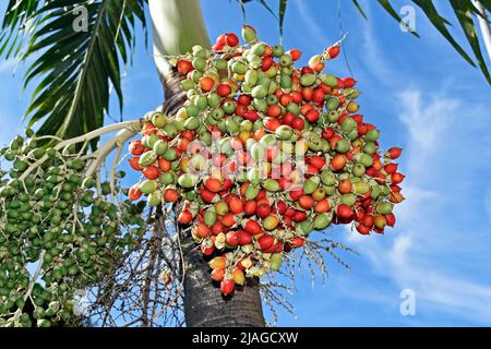 Manilapalmenfrüchte (Adonidia merrillii), Rio de Janeiro Stockfoto