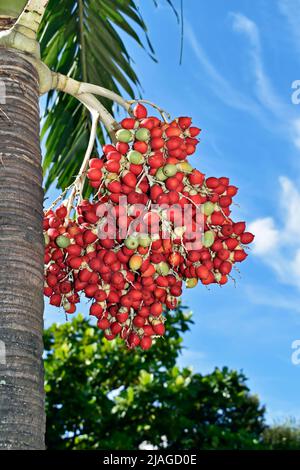 Manilapalmenfrüchte (Adonidia merrillii), Rio de Janeiro Stockfoto