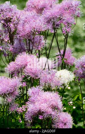 Rosa, Thalictrum aquilegifolium, Thalictrum 'Nimbus Pink', Blumen, Thalictrum, Garten, Blume, Greater Meadow Rue Stockfoto