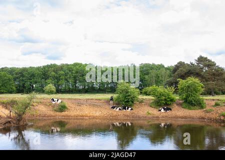 Landschaft mit Kühen am Haase mit Wiesen und Bäumen in Niedersachsen, Deutschland Stockfoto