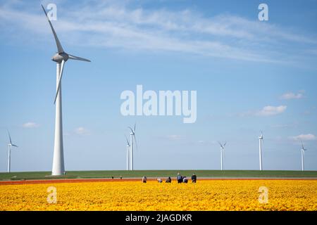 Holländische Blumenfelder in voller Blüte mit Windturbinen Stockfoto