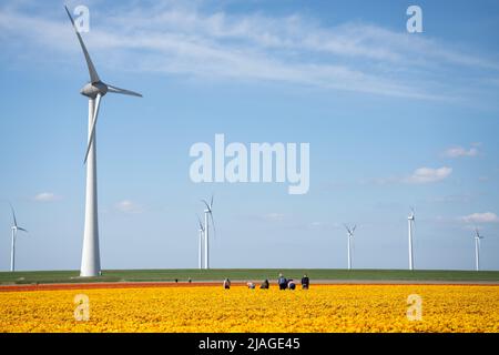 Holländische Blumenfelder in voller Blüte mit Windturbinen Stockfoto