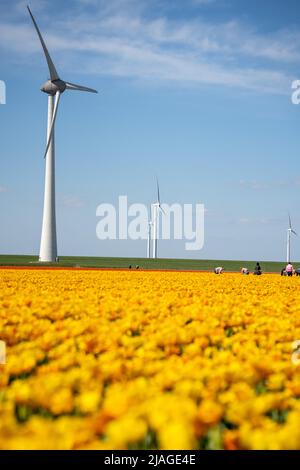 Holländische Blumenfelder in voller Blüte mit Windturbinen Stockfoto