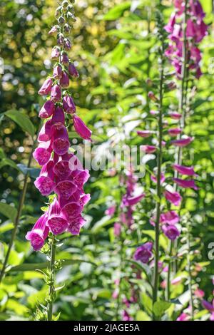 Foxhandschuh, auch bekannt als Digitalis am Mount Edgcumbe Park in Cornwall Stockfoto