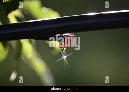 Fallender einzelner Wassertropfen auf grünem Naturhintergrund Stockfoto