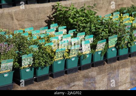 Kräuter zum Verkauf in Töpfen auf Market, Warwickshire, West Midlands, England, UK, 2022 Stockfoto
