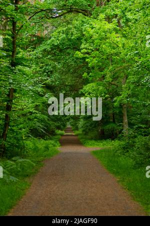 Kleiner Weg im grünen Wald Stockfoto