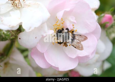 Biene Nahaufnahme in der Blume, Makro, selektiver Fokus, Natur unscharf Hintergrund. Detail der Honigbiene, die auf der Blume sitzt. Honigbiene sammelt Pollen aus der Blütenblüte Stockfoto