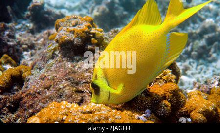 Unterwasserfoto des Schnorchelns oder Tauchens auf Meereskorallen. Tauchen unter Wasser mit blauem Spinefoot, Siganus corallinus oder gelber Koralle Stockfoto