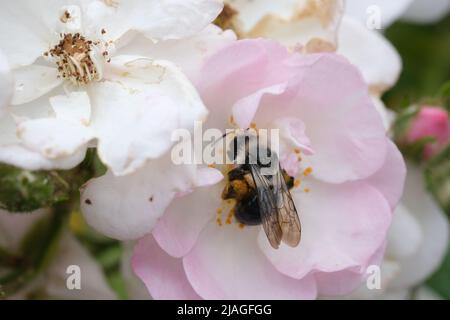 Biene Nahaufnahme in der Blume, Makro, selektiver Fokus, Natur unscharf Hintergrund. Detail der Honigbiene, die auf der Blume sitzt. Honigbiene sammelt Pollen aus der Blütenblüte Stockfoto