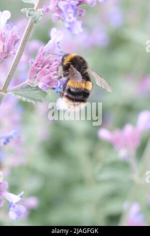 Biene Nahaufnahme in der Blume, Makro, selektiver Fokus, Natur unscharf Hintergrund. Detail der Honigbiene, die auf der Blume sitzt. Honigbiene sammelt Pollen aus der Blütenblüte Stockfoto