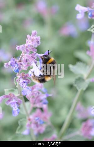 Biene Nahaufnahme in der Blume, Makro, selektiver Fokus, Natur unscharf Hintergrund. Detail der Honigbiene, die auf der Blume sitzt. Honigbiene sammelt Pollen aus der Blütenblüte Stockfoto