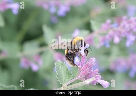 Biene Nahaufnahme in der Blume, Makro, selektiver Fokus, Natur unscharf Hintergrund. Detail der Honigbiene, die auf der Blume sitzt. Honigbiene sammelt Pollen aus der Blütenblüte Stockfoto