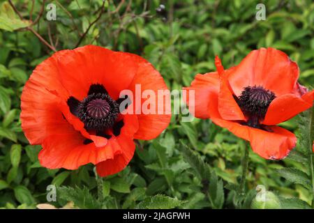 Orientalischer Mohn 'Papaver Orientale', der orientalische Mohn, ist eine mehrjährige Blütenpflanze, die in Warwickshire, West Midlands, England, Großbritannien, wächst Stockfoto