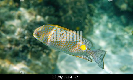 Unterwasserfoto des goldenen Rabbitfish Siganus guttatus Schule in Korallenriff Stockfoto