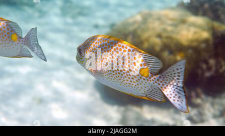 Unterwasserfoto des goldenen Rabbitfish Siganus guttatus Schule in Korallenriff Stockfoto