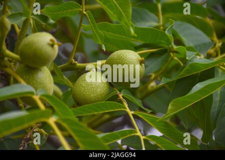 Nahaufnahme von grünen jungen Walnüssen auf einem Ast in einem Gartengrundstück Stockfoto