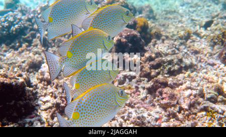 Unterwasser-Video von Goldrabbitfish oder Siganus guttatus Schule im Korallenriff von Thailand. Schnorchel- oder Tauchaktivitäten. Unterwasserriff. Meer und Stockfoto