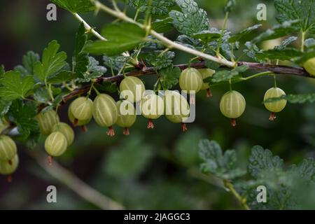 Nahaufnahme von grünen Stachelbeeren auf einem Zweig in einem Gartengrundstück Stockfoto