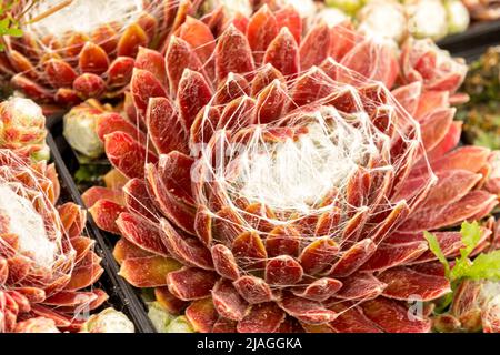 Sempervivum arachnoideum rubrum, Hühner und Küken, Houseleek, Sukkulenten, Rot, Pflanze, Dekorativ Stockfoto