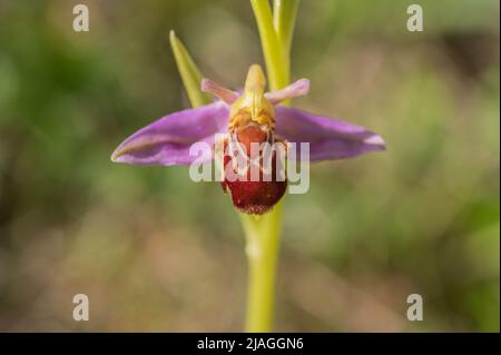 Bienenorchidechblüte (Ophrys apifera), Pembrokeshire, Wales, Großbritannien Stockfoto