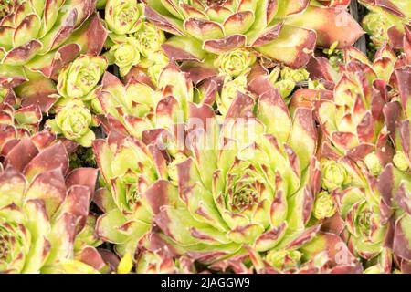 Sempervivum tectorum, Sempervivum tectorum Alpinum, Gelb, Houseleek, Wachsen, Dekorativ, Ornamental, Hauseks sempervivum, Pflanze, Nahaufnahme Stockfoto