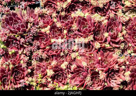 Houseleek Sempervivum, Red Sempervivum, Houseleek, Succulent, Sempervivum Irazu, Sukkulenten, Hühner und Küken Stockfoto