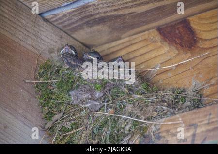 Vier östliche phoebe-Babys in einem Nest aus Zweigen, Moosblättern, zusammengehalten mit Schlamm, der im Frühling unter dem Deck in einer Eckansicht aus der Nähe gebaut wurde Stockfoto