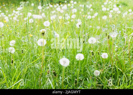 Flauschige Dandelionen im grünen Feld. Fokus im Vordergrund Stockfoto