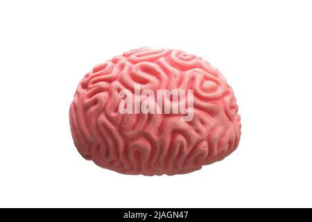 Modell eines menschlichen Gehirns auf weißem Hintergrund isoliert Stockfoto