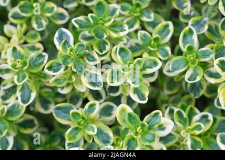 Abstrakt entkokettes Naturhintergrund aus Laub mit weißer und grüner Farbe. Hinterlässt einen weichen Hintergrund und einen selektiven Fokus Stockfoto