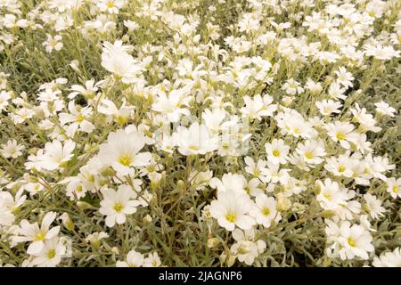 Cerastium tomentosum, Cerastium 'Silberteppich', Mausohr-Kicherkraut, Schnee im Sommer, Weiß, Blumen, Pflanzen Bedecken Stockfoto