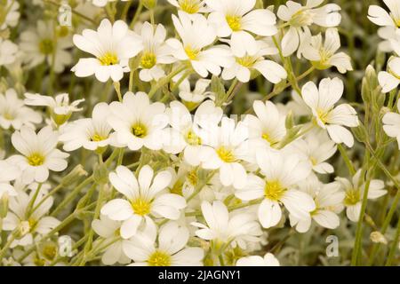 Cerastium tomentosum, Cerastium 'Silberteppich', Mausohr-Kicherkraut, Schnee im Sommer, Weiß, Blumen, Pflanze Nahaufnahme Blume Stockfoto