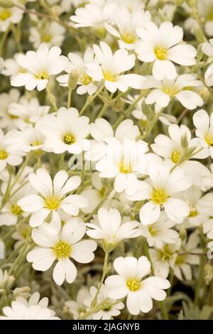 Cerastium tomentosum, Cerastium 'Silberteppich', Mausohr-Kicherkraut, Schnee im Sommer, Weiß, Blumen, Pflanze Nahaufnahme Blume Stockfoto