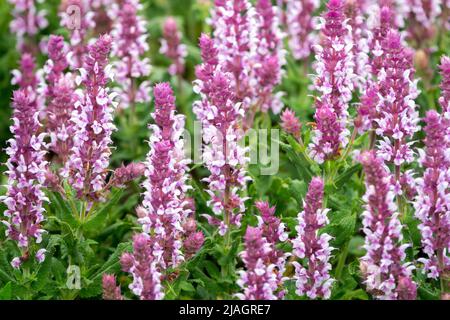 Salvia 'Salute Light Pink', Salvia nemorosa, Pink, Wiesensalbei, Blumen, Salbei, Salvias Stockfoto