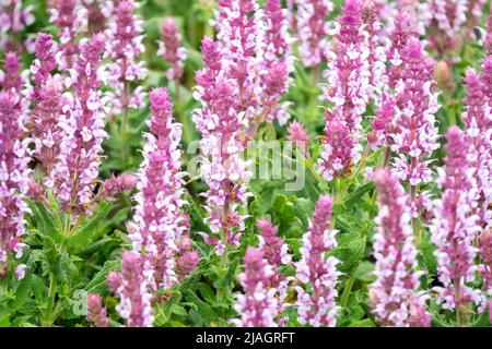 Salvia 'Salute Light Pink', Salvia nemorosa, Pink, Wiesensalbei, Blumen, Salbei Salvia Pink White Salvias Stockfoto