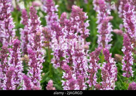 Salvia 'Salute Light Pink', Salvia nemorosa, Pink, Wiesensalbei, Blumen, Salbei, Salvias Dekorativ, Hardy, Blüte Stockfoto