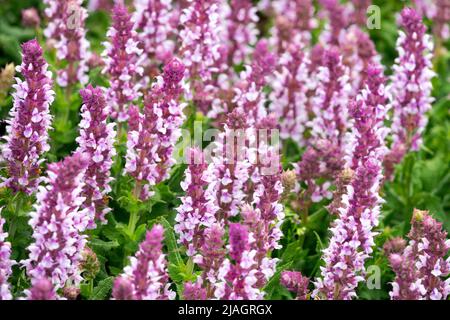 Salvia 'Salute Light Pink', Salvia nemorosa, Pink, Wiesensalbei, Blumen, Salbei, Salvias Stockfoto