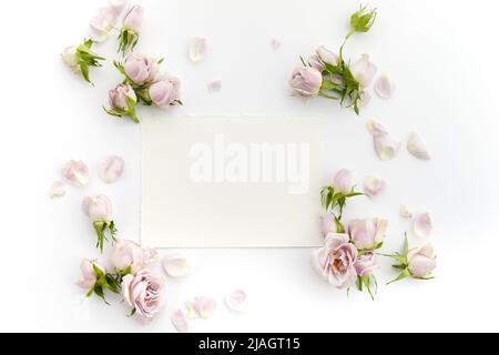 Rahmen aus Rosen und Blütenblättern auf weißem Hintergrund. Flach liegend. Stockfoto