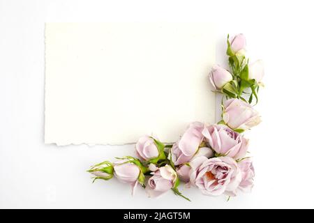 Rahmen aus Rosen und Blütenblättern auf weißem Hintergrund. Flach liegend. Stockfoto