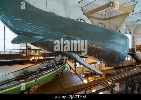 Dies ist eine der Ausstellungshallen des Museums für Ozeanographie 21. Mai 2015 in Monaco, Monaco. Stockfoto