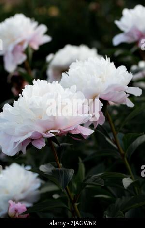 Blühende rosa und weiße Pfingstrose in einem botanischen Garten, Pfingstrose Hintergrund. Stockfoto