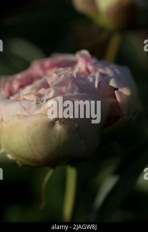 Blühende rosa Pfingstrose in einem botanischen Garten, blühende rosa Pfingstrosen. Nahaufnahme. Stockfoto