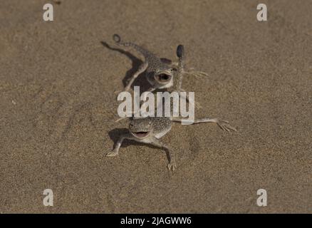 Arabian Toad-headed Agama (Phrynocephalus arabicus) ist eine Art von Agamideidechse, die in Saudi-Arabien, Katar, den Vereinigten Arabischen Emiraten, Oman, Iran, Stockfoto