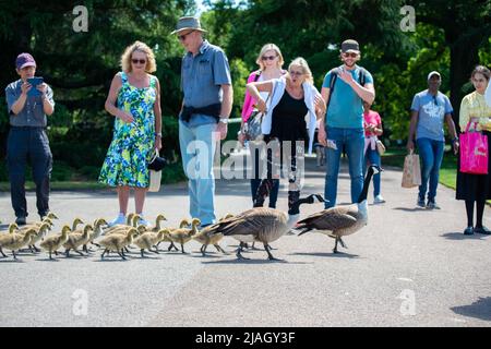 Kew Gardens im Frühsommer 2022 Stockfoto