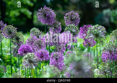 Kew Gardens im Frühsommer 2022 Stockfoto